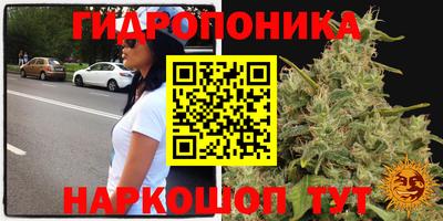 шишки Балахна